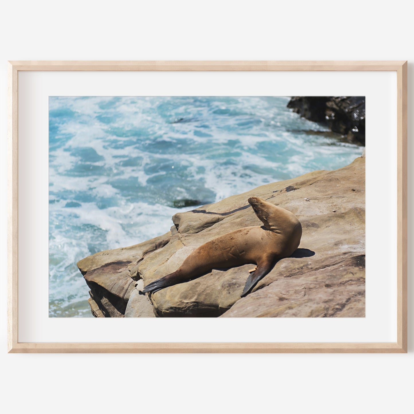 Sea Lion Print | Ocean Wildlife Poster | 17 Mile