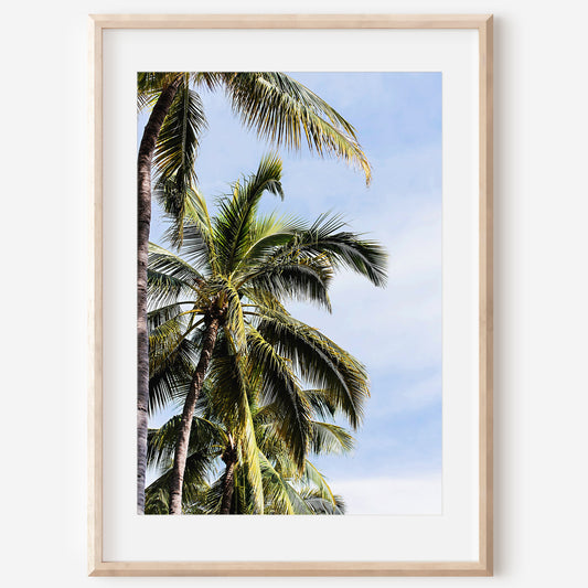Palm Trees Print