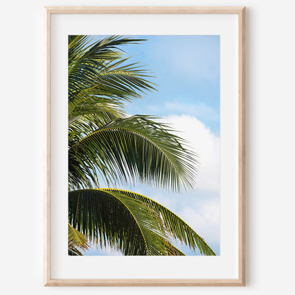 Palm Leaves Cancun Print